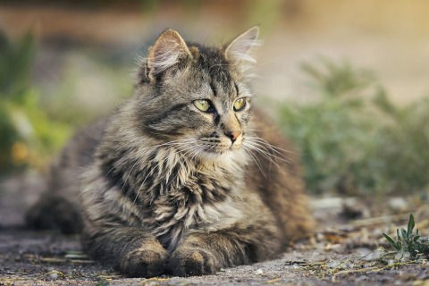機能 亢進 甲状腺 症 猫 甲状腺機能亢進症の猫のための低ヨウ素キャットフード