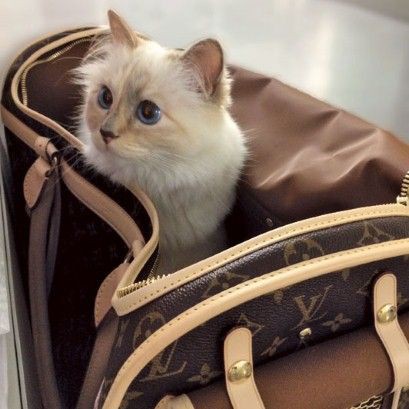 年収4億円を稼ぐ猫 : ひかたま（光の魂たち）