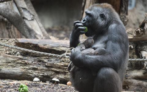 好雪片片 不落別処 亡くなった子供を抱き続けるゴリラのお母さんたち ひかたま 光の魂たち