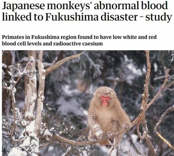 福島のお猿さんたちに異変 ひかたま 光の魂たち