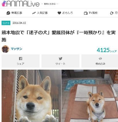 熊本迷い犬猫情報サイトまとめ ひかたま 光の魂たち