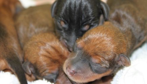 親の愛と仔犬の扁桃体 ひかたま 光の魂たち