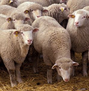 ついに出た伝説の羊シュレックを超えた羊クリス ひかたま 光の魂たち