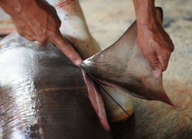 shark-fin-cutting-260515-newdaily-277x200