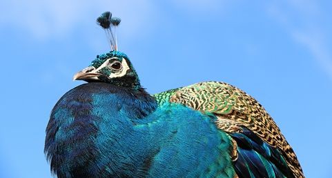 神聖な鳥インドクジャクの 駆除 ひかたま 光の魂たち