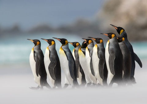 王様ペンギンと皇帝ペンギン ひかたま 光の魂たち