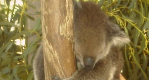 動物たちの睡眠と夢の活用 ひかたま 光の魂たち 動物たちの睡眠と夢の活用 ひかたま 光の魂たち