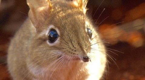 テングハネジネズミの赤ちゃん ひかたま 光の魂たち