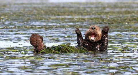 野生動物たちの楽しい写真コンテスト ひかたま 光の魂たち