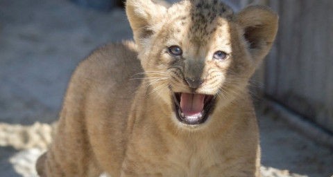 バーバリライオンの赤ちゃん誕生 ひかたま 光の魂たち