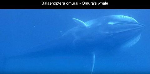 新種ツノシマクジラの群れと未知の生物たち ひかたま 光の魂たち