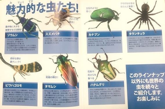 世界中から集めよう 本物の虫 コレクション １巻～５巻セット アシェット