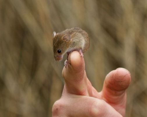 白隠禅師とカヤネズミの冤罪 ひかたま 光の魂たち