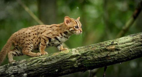世界最小の野生ネコ ひかたま 光の魂たち