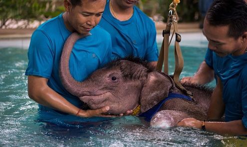 最近の動物のニュースから ひかたま 光の魂たち