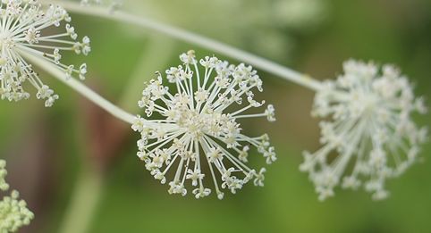 シシウド 花火のような美しい花のネットワーク ひかたま 光の魂たち