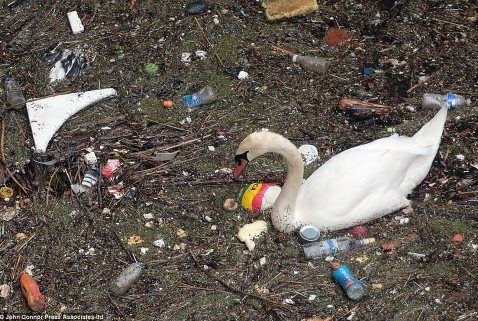 テムズ川の汚染と白鳥たち ひかたま 光の魂たち