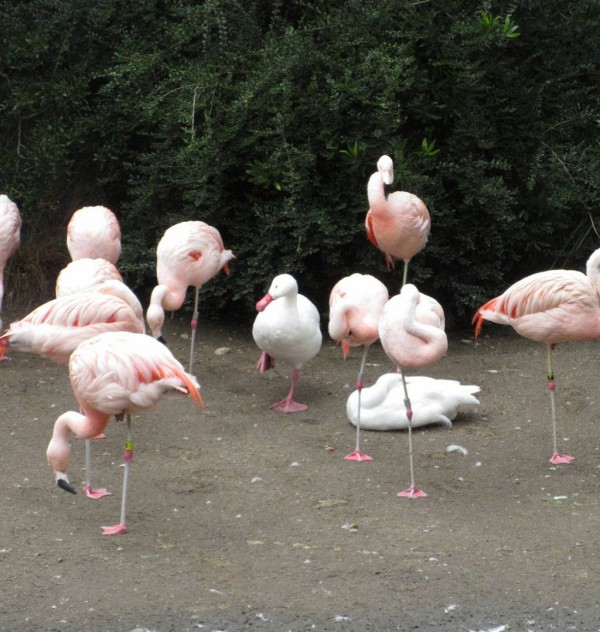 空気を読む鳥 ひかたま 光の魂たち