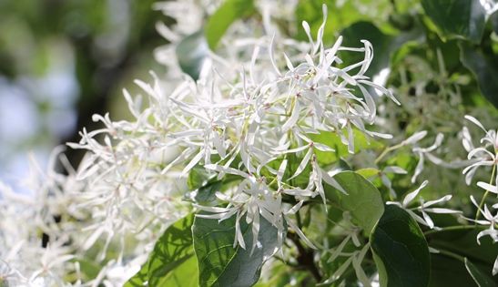 ヒトツバタゴ 歴史を語る植物たち ひかたま 光の魂たち