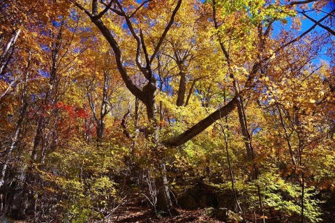 紅葉 瑞牆山から ひかたま 光の魂たち