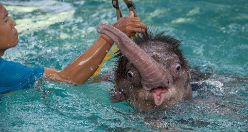 最近の動物のニュースから ひかたま 光の魂たち