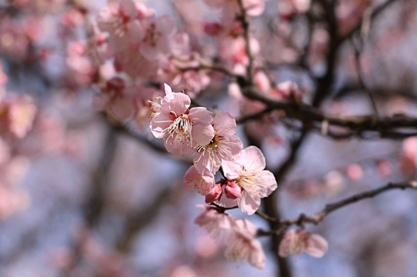 梅の花 理想の人物に喩えられる尊い花 ひかたま 光の魂たち