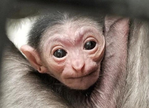 可愛いシロテテナガザルの赤ちゃん ひかたま 光の魂たち