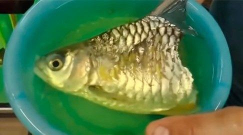 身体を半分失いながら長生きした魚 ひかたま 光の魂たち