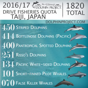 イルカ漁 仲間から離れない一頭のイルカ ひかたま 光の魂たち