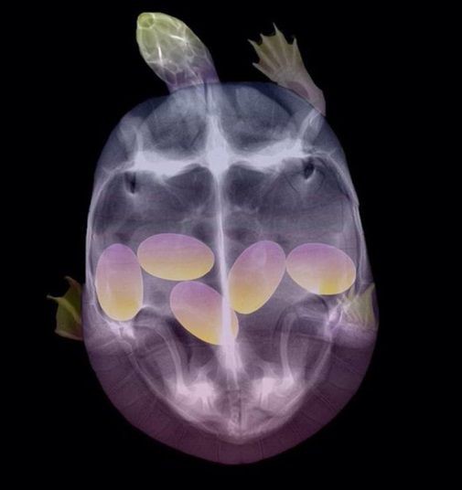 X線で見る動物たちの妊娠 ひかたま 光の魂たち