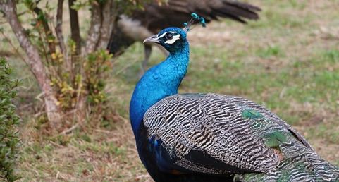 神聖な鳥インドクジャクの 駆除 ひかたま 光の魂たち