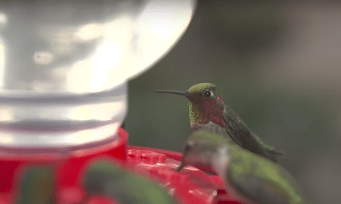 ハチドリ ハミングバード ウィスパラー ひかたま 光の魂たち