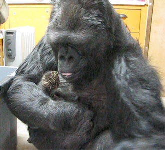 ゴリラのココちゃんと猫たち ひかたま 光の魂たち