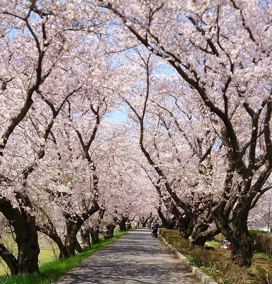 土浦 桜まつり 満開のお知らせ 土浦 つくばの賃貸物件なら新栄ハウジング
