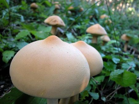 レイプゾンビ ３月３日深夜新宿で女優に会いに 藤田浩の独り言