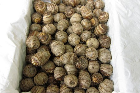 えびいもシルキー 食を通じて 多くの笑顔を えびいもシルキー 食を通じて 多くの笑顔を