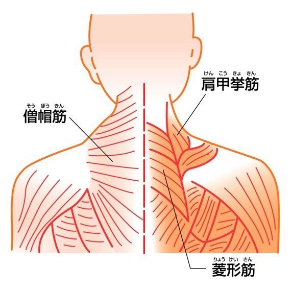 なで肩といかり肩 新町 堀江 四ツ橋 治療家 整体師 整体サロン力指 院長のブログ