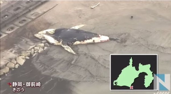 地震 神奈川県でブリが大量捕獲 静岡の海岸にはザトウクジラ イワシやリュウグウノツカイなども 麒麟地震研究所 大地震が発生する恐れ 真実を探すブログ