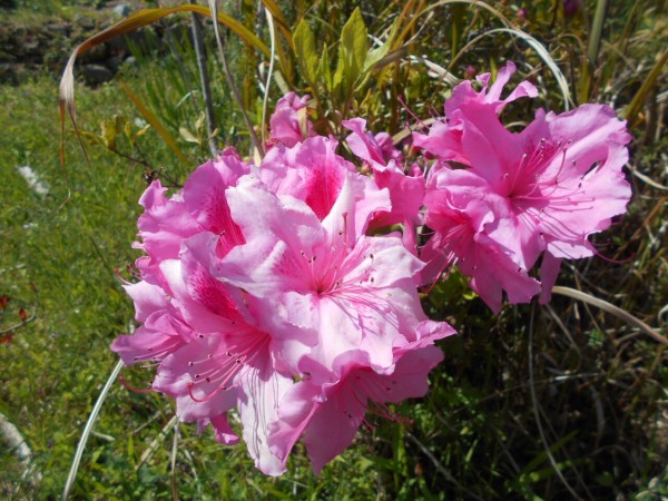 園庭の花 ひびき園 さわやか 日記