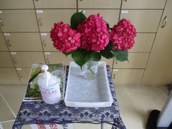 紫陽花の花 ひびきのもり さわやか 日記