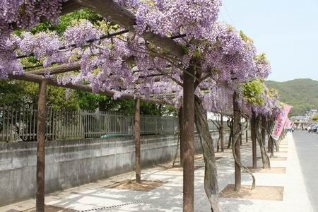 渋川藤まつり 岡山雑記帳