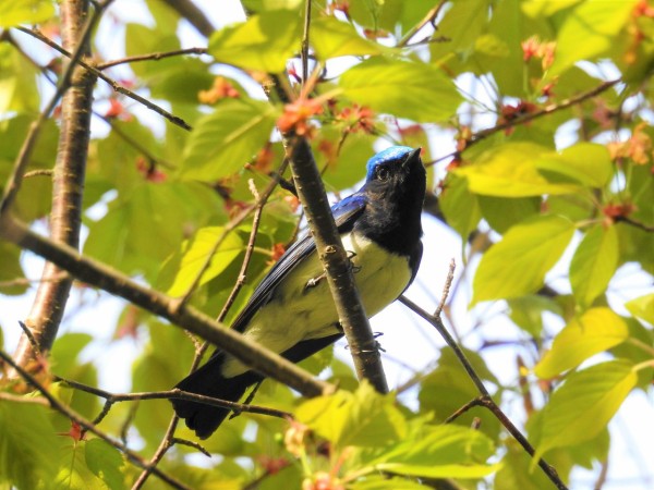 春の鳥たち ぼくと野鳥と日常