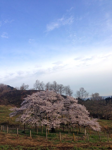 春を空撮してみました：観音桜、阿蘇山、日の出、雲海を同時に #aso
