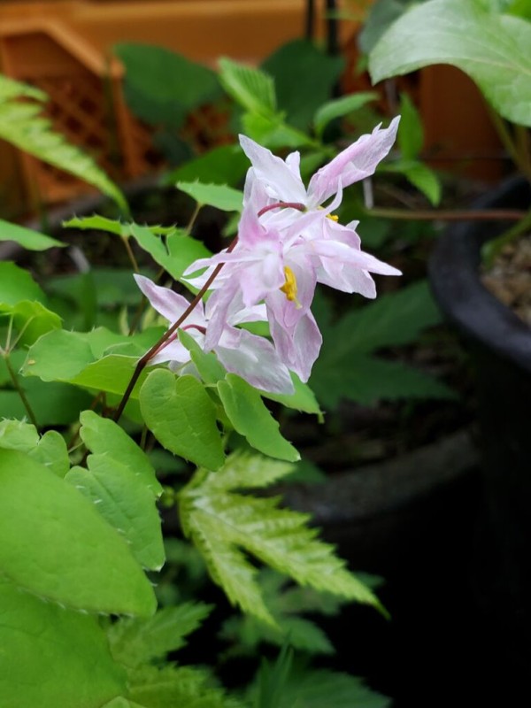 最大81 Offクーポン 桃色バイカイカリソウ 山野草