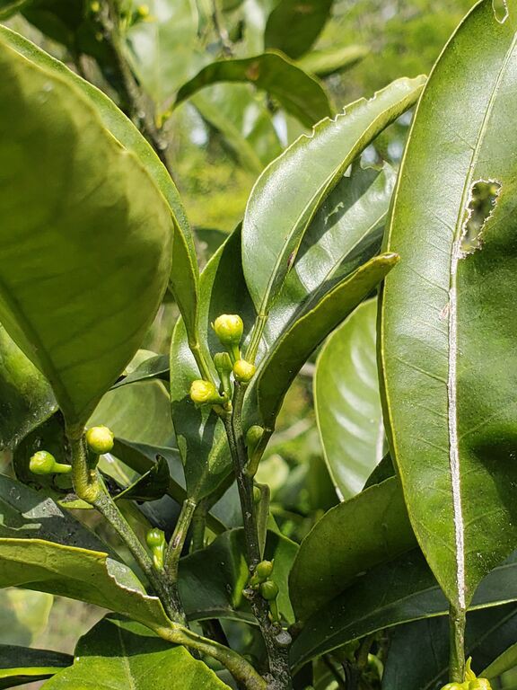 少し膨らんだみかんの花芽 しお風ブログ 湘南 風と星物語 In二宮