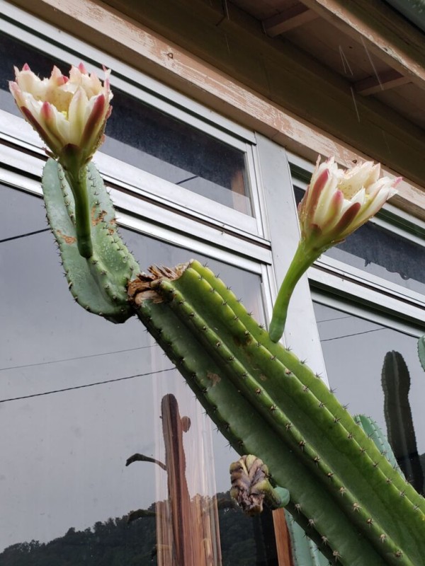 キツネノカミソリ満開 柱サボテンの花も咲きました しお風ブログ 湘南 風と星物語 In二宮
