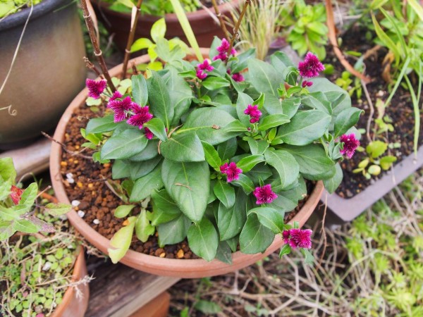 まちなか ほっと処アケビ豊作 秋の移ろい満喫 しお風ブログ 湘南 風と星物語 In二宮