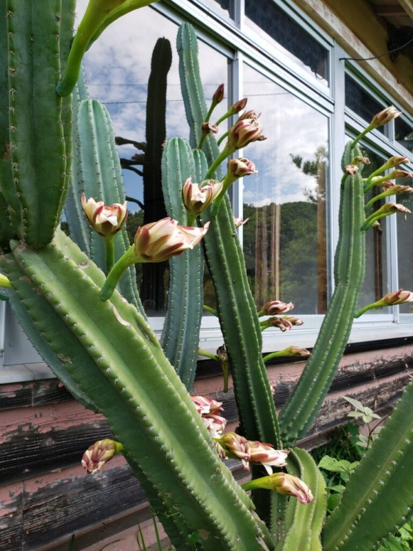 キツネノカミソリ満開 柱サボテンの花も咲きました しお風ブログ 湘南 風と星物語 In二宮