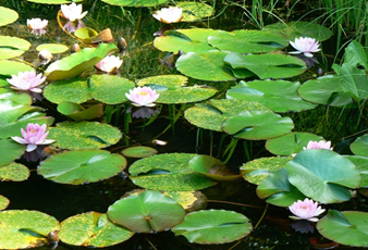 塩原温泉 夏の花が皆様をお迎えします 上三依水生植物園 しおばら通信