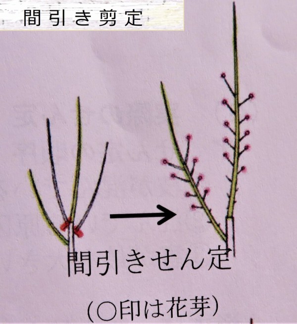 ミカンの剪定 島爺と仲間たち